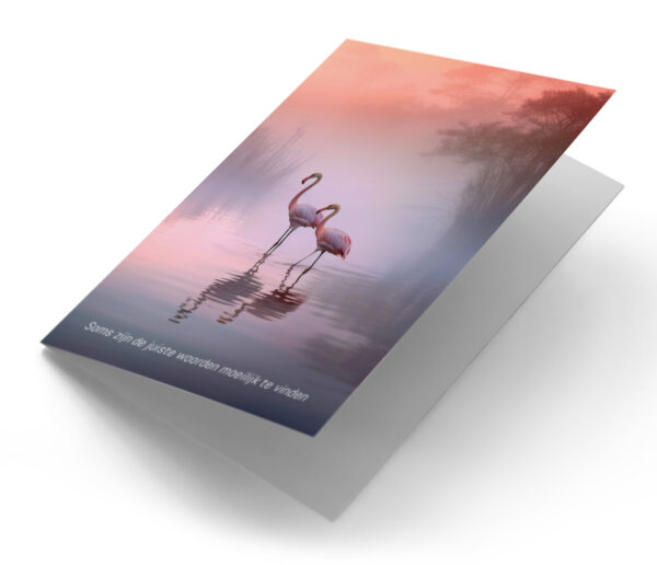 Flamingos in water
